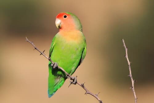Rosy-faced Lovebird