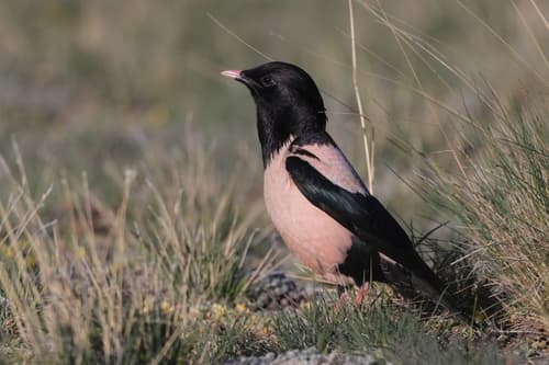Rosy Starling