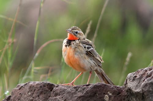 Rosy-throated Longclaw