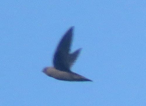 Rothschild's Swift