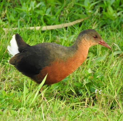 Rouget's Rail