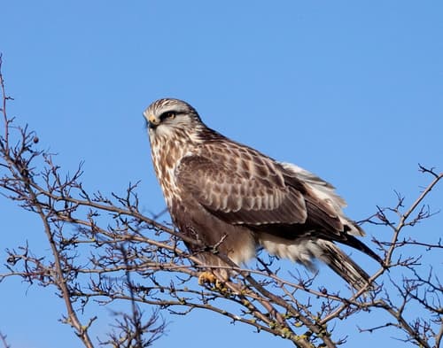 Rough-legged Hawk