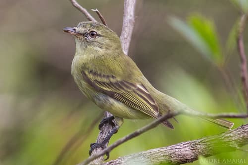 Rough-legged Tyrannulet
