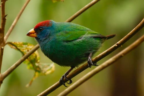 Royal Parrotfinch