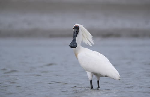 Royal Spoonbill