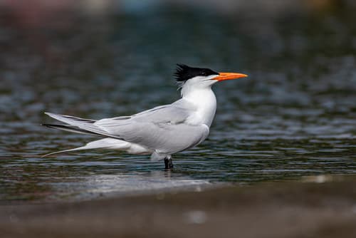 Royal Tern