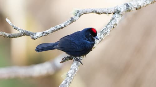 Ruby-crowned Tanager
