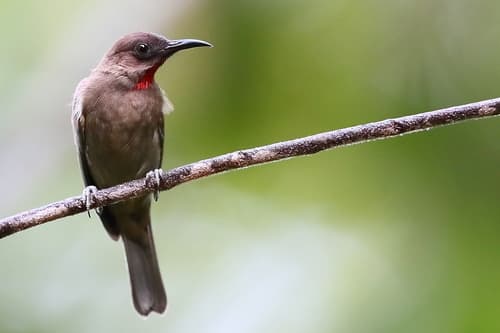 Ruby-throated Myzomela