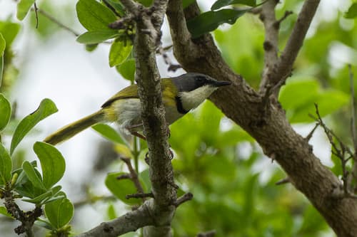 Rudd's Apalis