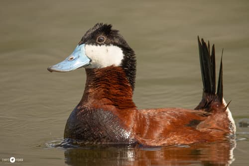 Ruddy Duck