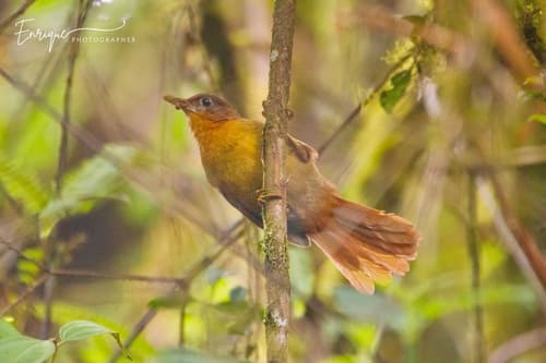 Ruddy Foliage-gleaner
