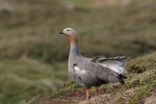 Ruddy-headed Goose