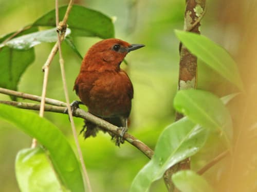 Ruddy Spinetail