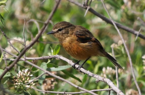 Rufescent Flycatcher
