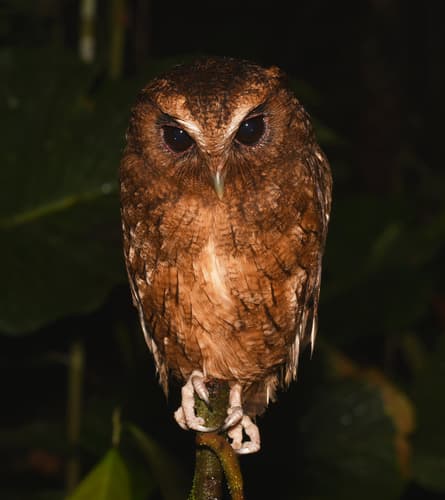 Rufescent Screech-Owl