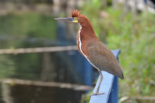 Rufescent Tiger-Heron