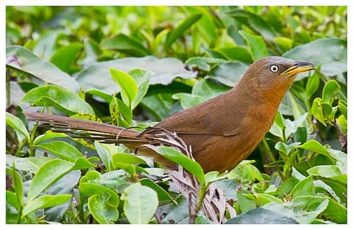 Rufous Babbler