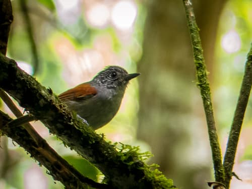Rufous-backed Antvireo