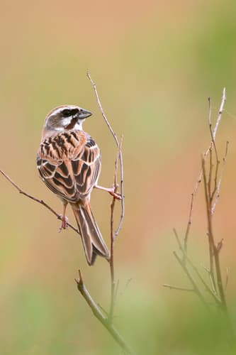 Rufous-backed Bunting