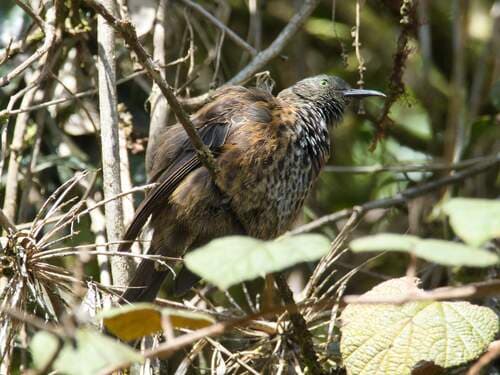 Rufous-backed Honeyeater