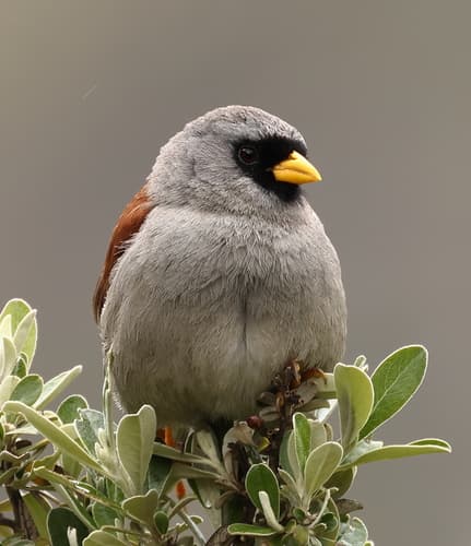 Rufous-backed Inca-Finch