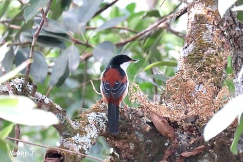 Rufous-backed Sibia