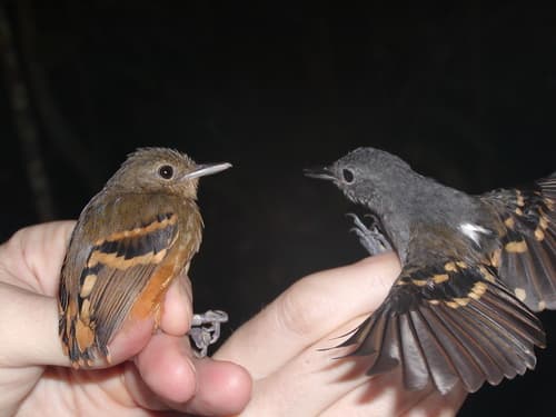 Rufous-bellied Antwren