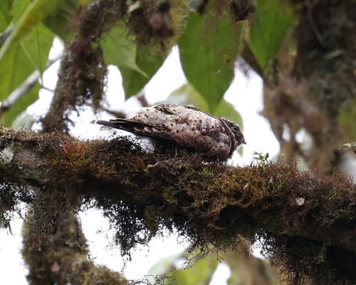 Rufous-bellied Nighthawk