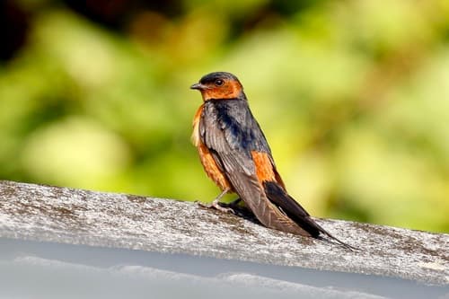 Rufous-bellied Swallow