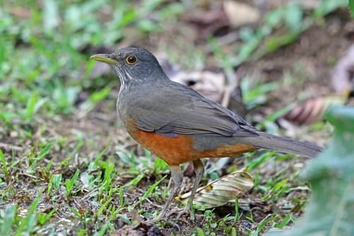Rufous-bellied Thrush