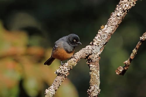 Rufous-bellied Tit