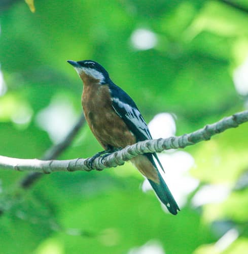 Rufous-bellied Triller