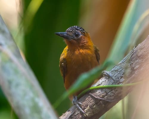 Rufous-breasted Piculet