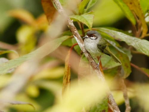 Rufous-browed Tyrannulet
