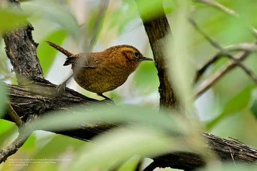 Rufous-browed Wren