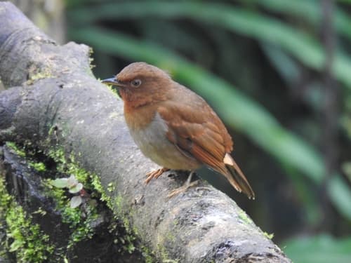 Rufous-brown Solitaire