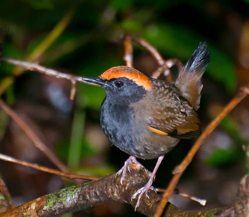 Rufous-capped Antthrush
