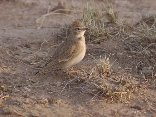 Rufous-capped Lark