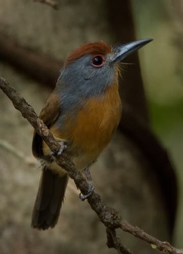 Rufous-capped Nunlet
