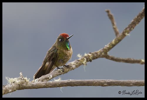 Rufous-capped Thornbill