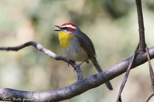 Rufous-capped Warbler