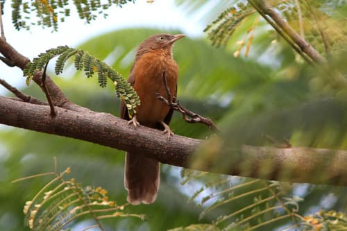 Rufous Chatterer