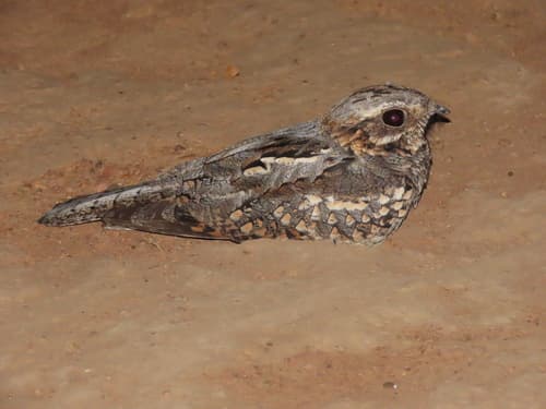 Rufous-cheeked Nightjar