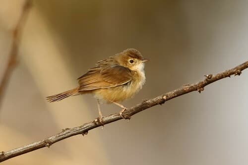 Rufous Cisticola