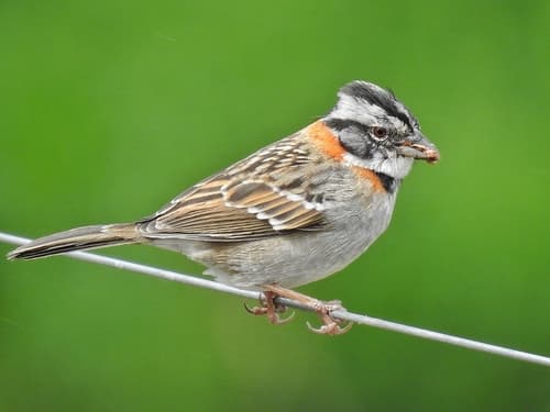 Rufous-collared Sparrow