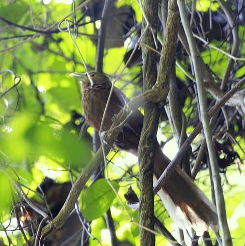 Rufous Coucal