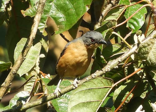 Rufous-crested Tanager