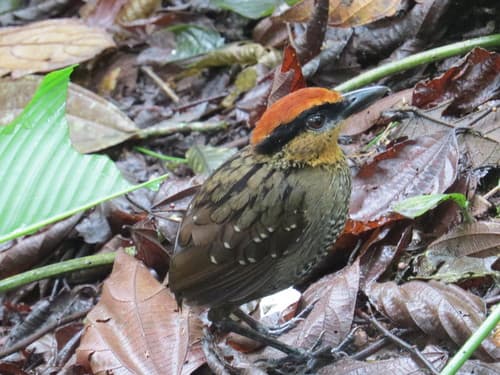 Rufous-crowned Antpitta