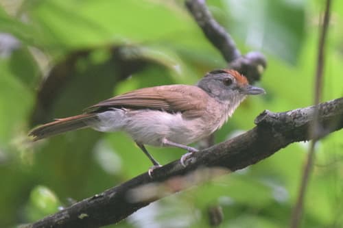 Rufous-crowned Babbler