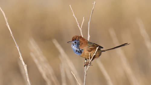 Rufous-crowned Emuwren